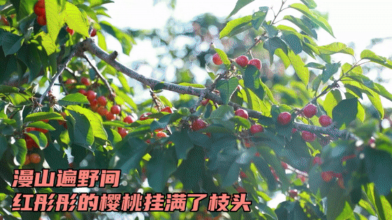 更濟寧丨鄒城：又到一年初夏時 鮮紅櫻桃掛枝頭