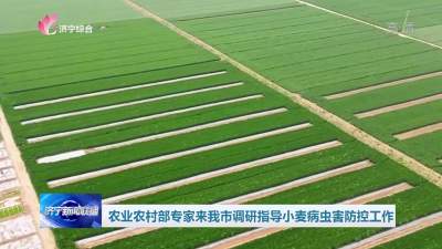 農業農村部專家來濟寧調研指導小麥病蟲害防控工作