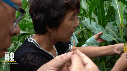兗州區玉米進入產量形成關鍵期 墑情良好豐收在望