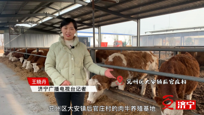 更濟寧丨現代化養殖來助力 “牛經紀”牛了鄉村經濟