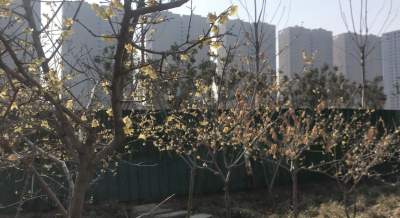 【直播】杨家河公园春景 植物展现出新貌
