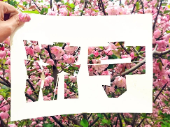 用一席剪紙，贈你濟寧最美的春天！