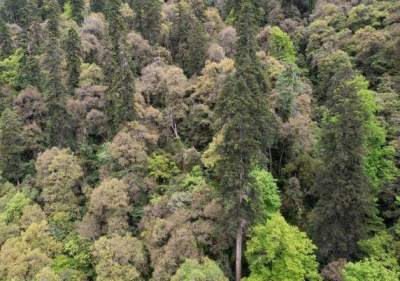 83.2米！中國最高樹木紀錄又被刷新