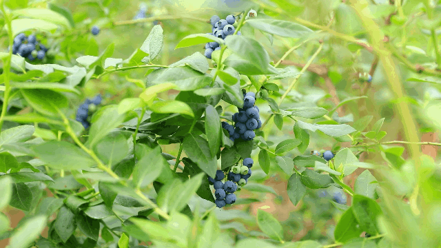  更濟寧丨藍莓成熟季 邀您共赴“莓好時刻”