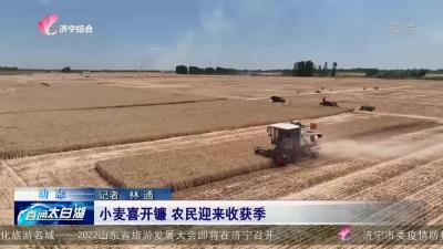 太白湖新區小麥喜開鐮 農民迎來收獲季