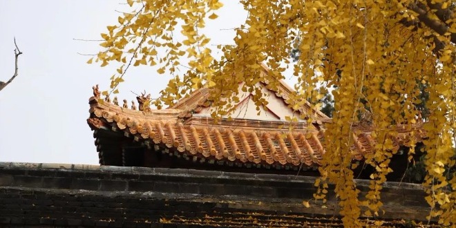一树黄，城染金——古城曲阜的银杏叶