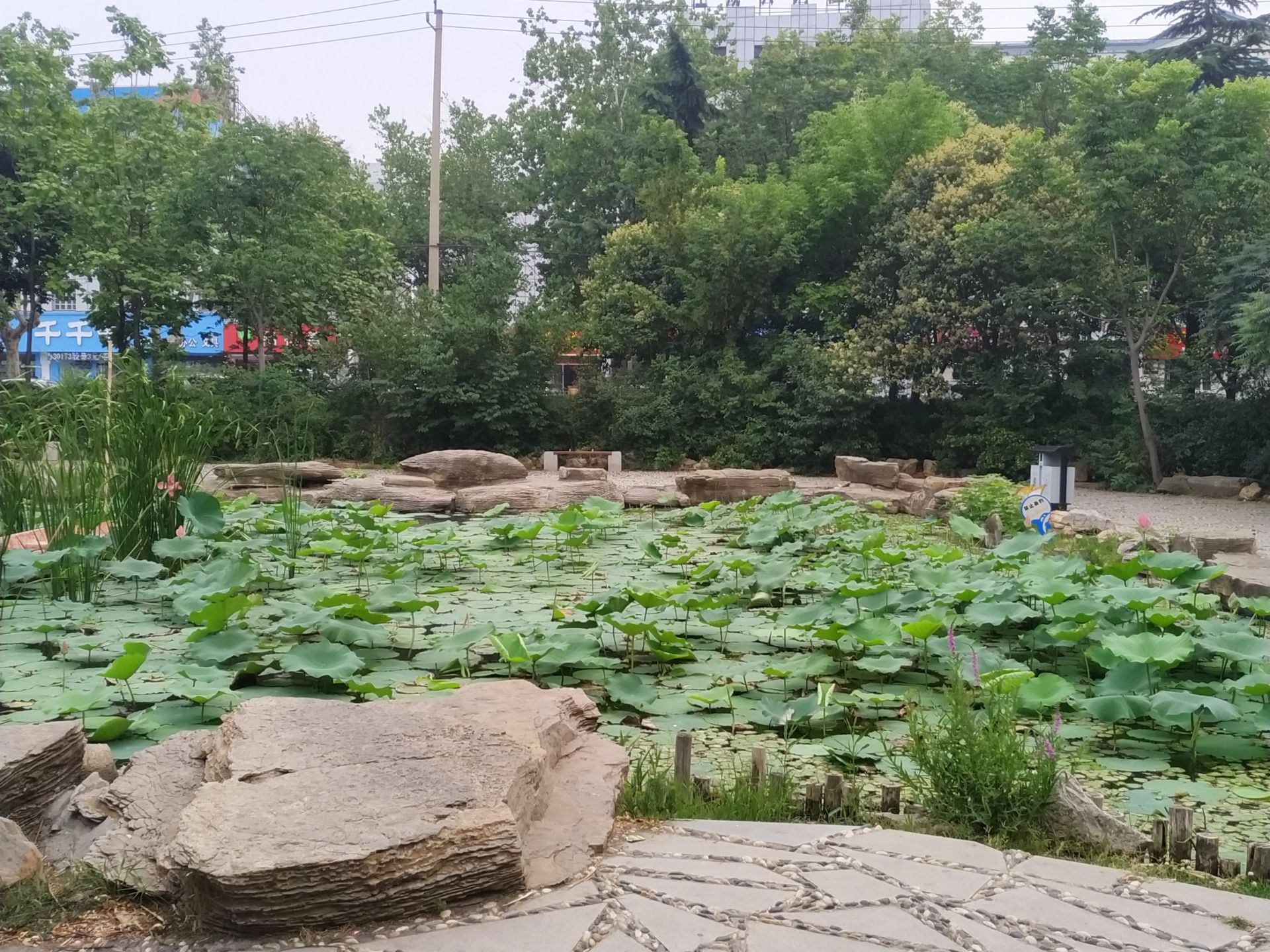 济宁市百花公园图片