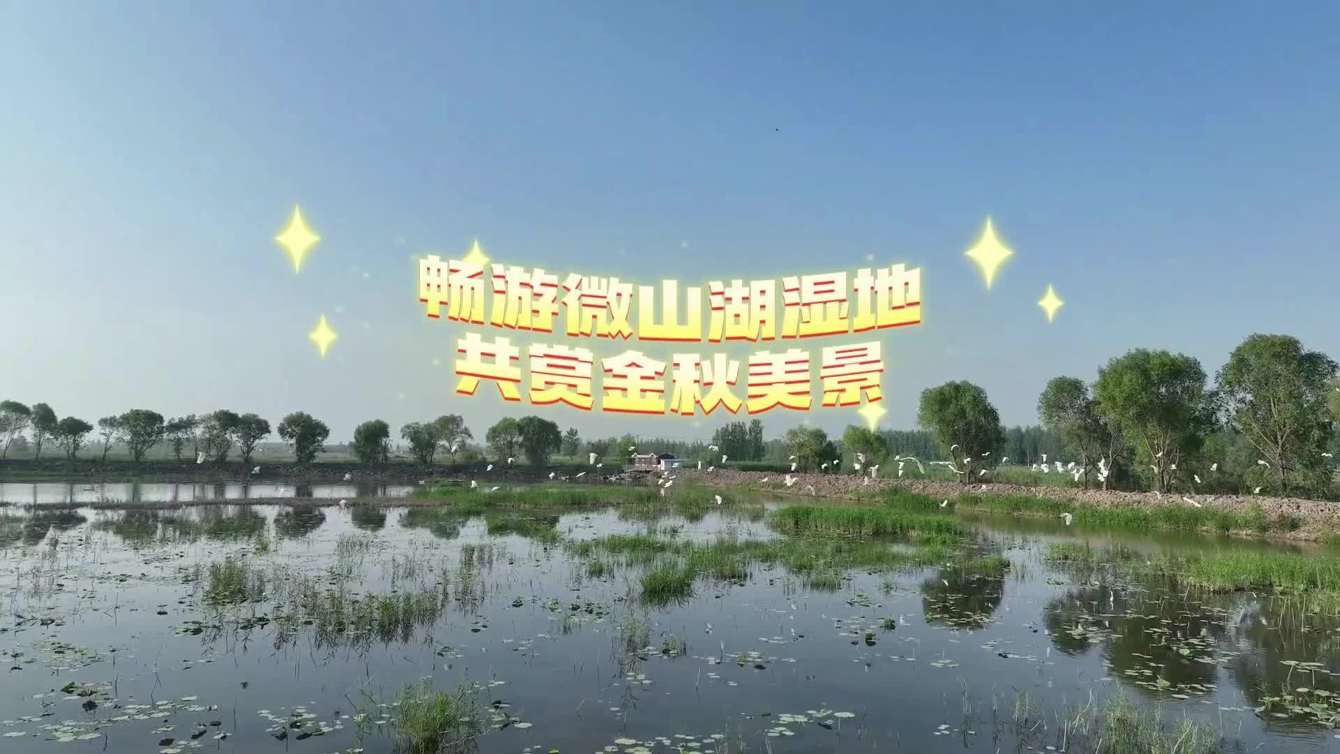 更濟寧 | 暢游微山湖濕地 共賞金秋美景