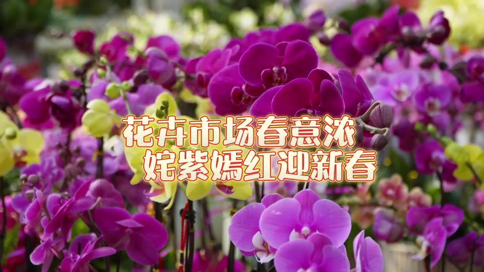 更济宁 | 花卉市场春意浓 姹紫嫣红迎新春