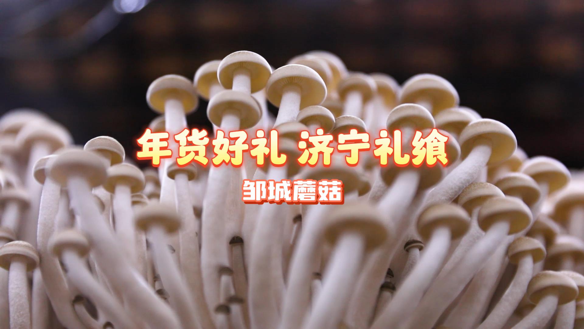更济宁 | 年货好礼 济宁礼飨——邹城蘑菇