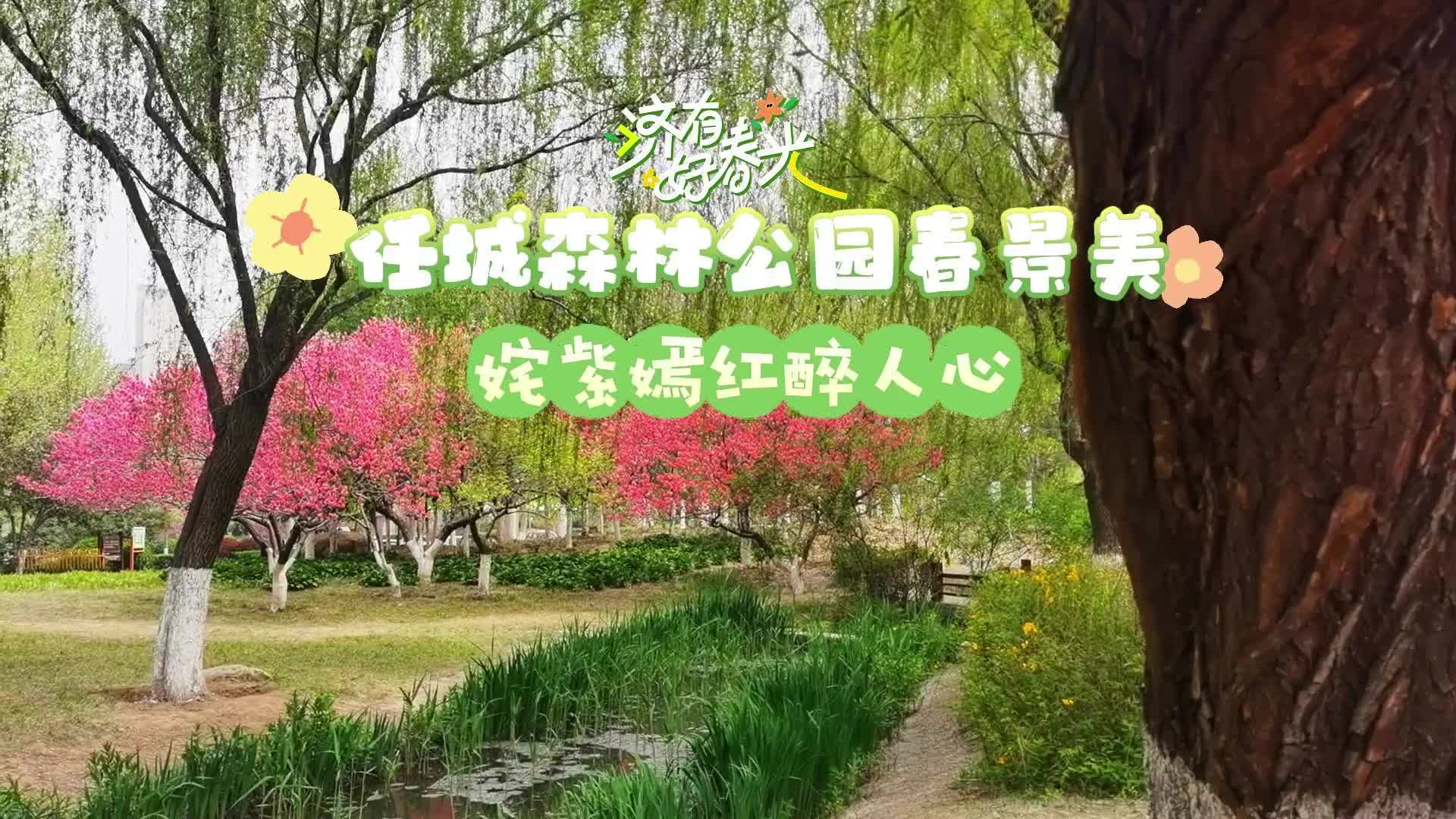 更济宁 | 任城森林公园春景  姹紫嫣红醉人心