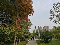 这是深秋的廖河公园，还有你心心念的菊花