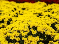 “醉”秋菊惹人爱 近百个品种3.5万盆菊花争奇斗艳