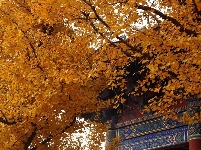 汶上：这些秋景美到极致，想给你点“颜色”看看
