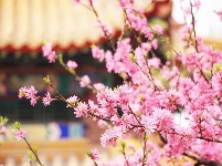 阳春三月，快来曲园赏花吧