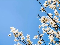 阳春三月，快来曲园赏花吧