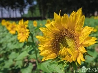 周末赏花时 梁山贾堌堆农家寨的向日葵如约开放了