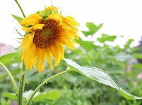 周末赏花时 梁山贾堌堆农家寨的向日葵如约开放了