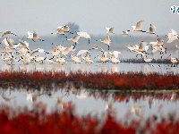 我和湿地有个约会|天津湿地 鸟类天堂