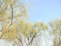 组图丨廖沟河湿地公园的春天