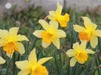 四月太白湖景区赏花季，你如约而至了吗？