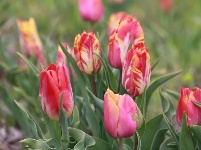 四月太白湖景区赏花季，你如约而至了吗？