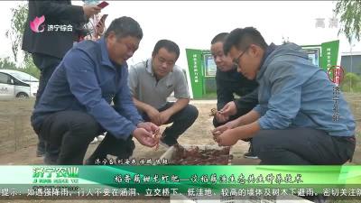 稻香藕甜龙虾肥——谈稻藕渔生态共生种养技术