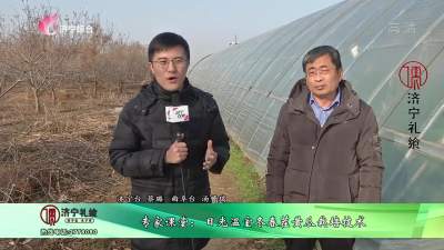 专家课堂：日光温室冬春茬黄瓜栽培技术