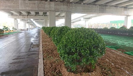 打造“路景交融”的环城绿色廊道，内环高架苗木栽植正有序推进
