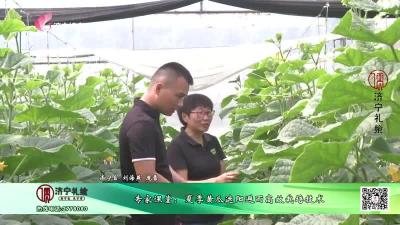 专家课堂：夏季黄瓜遮阳避雨高效栽培技术
