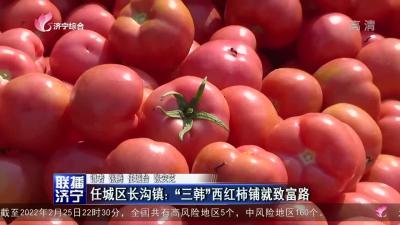 任城区长沟镇：“三韩”西红柿铺就致富路