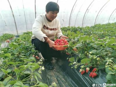 我从基层来丨王倩：放弃留学返乡创业，带领村民把小草莓种成大产业