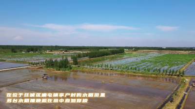任城區20余萬畝水稻插秧工作已近尾聲