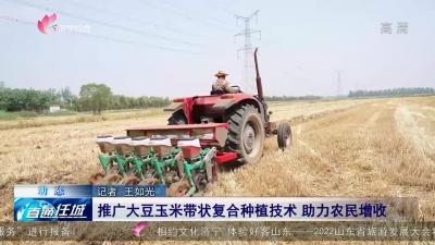 任城區推廣大豆玉米帶狀復合種植技術 助力農民增收