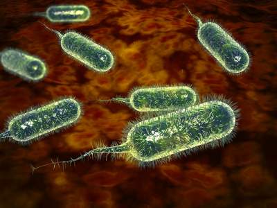 毒力基因阴性，为啥也致病？会造成霍乱大流行吗？