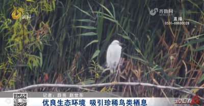 3800多畝！濟寧太白湖濕地變身“水質凈化器”，吸引珍稀鳥類棲息