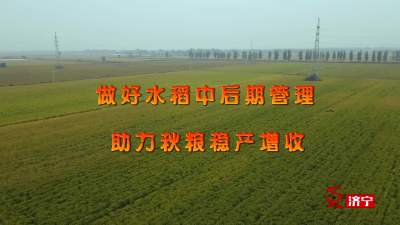 做好水稻中后期管理 助力秋粮稳产增收