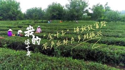 我的这十年 | “金叶子”铺就致富路 茶产业助力乡村振兴