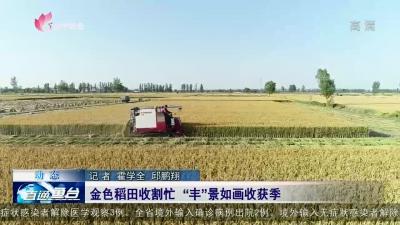 鱼台：金色稻田收割忙 “丰”景如画收获季