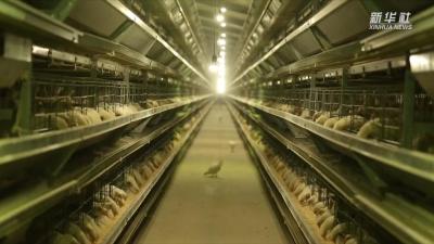 新华全媒+｜山东巨野：细分市场 鸡蛋做成十亿级产业