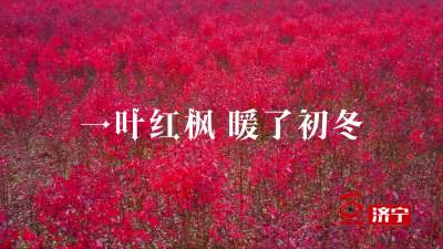 更济宁丨一叶红枫 暖了初冬