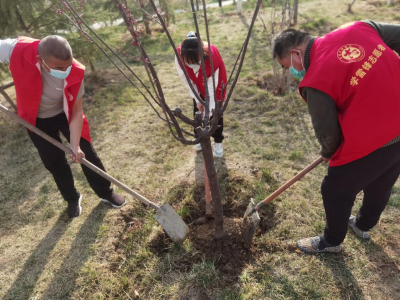植树于行 植廉于心 龙行社区开展植树节志愿服务活动