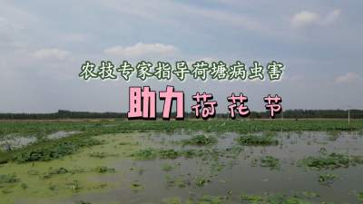更济宁 | 农技专家指导荷塘病虫害 助力荷花节