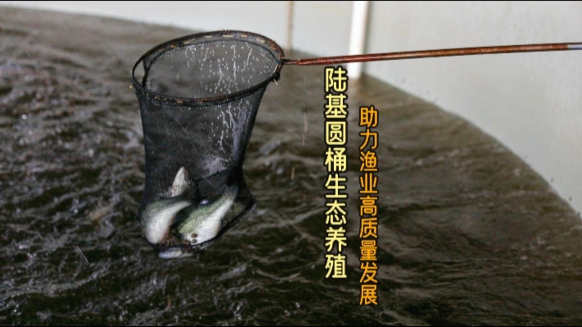 更济宁丨陆基圆桶生态养殖 助力渔业高质量发展