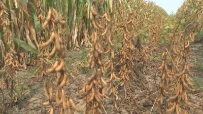 一地两收！嘉祥县马村镇4500余亩大豆玉米带状复合种植开镰收割