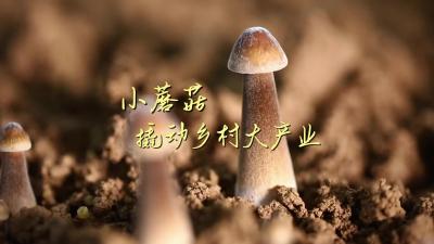 更济宁 | 小蘑菇撬动乡村大产业