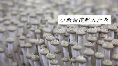 更济宁丨济宁邹城：小蘑菇撑起大产业