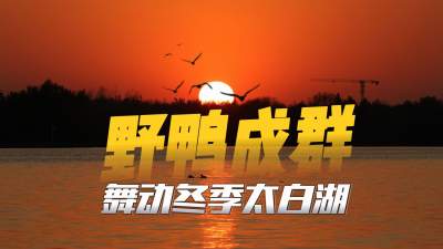 更济宁 | 野鸭成群  舞动冬季太白湖