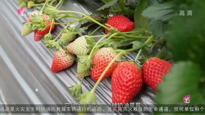 任城区南张街道：草莓采摘正当时 特色产业促增收