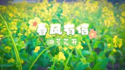 金乡：春风有信 油菜花开